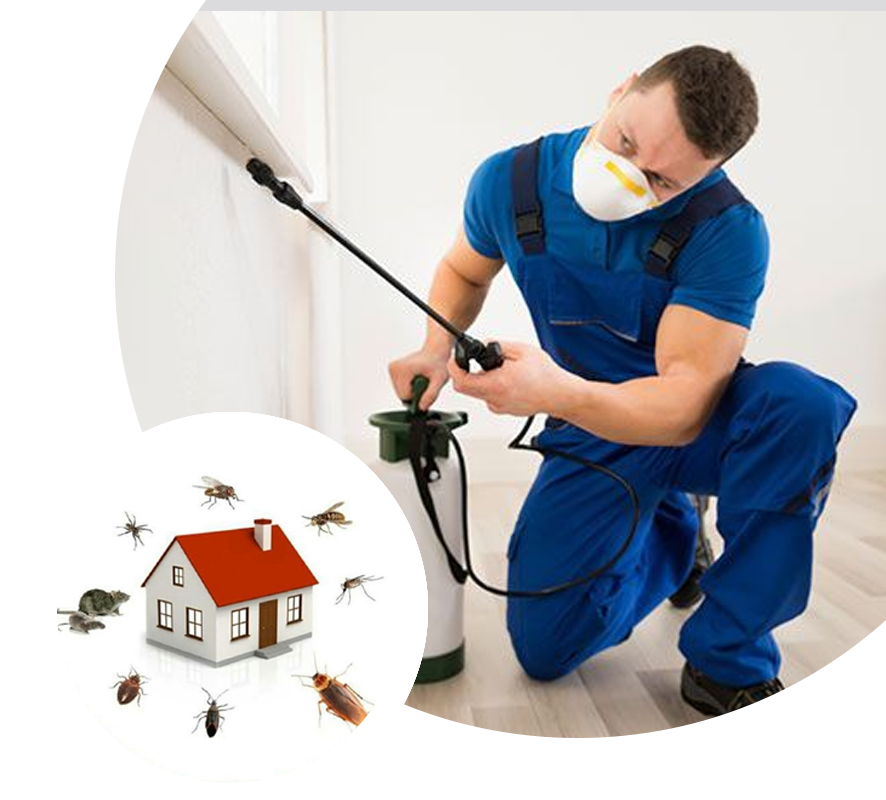 Pest Control in Port Charlotte, FL