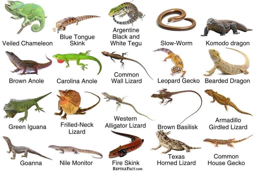 Lizard Control Oxygen Pest Control